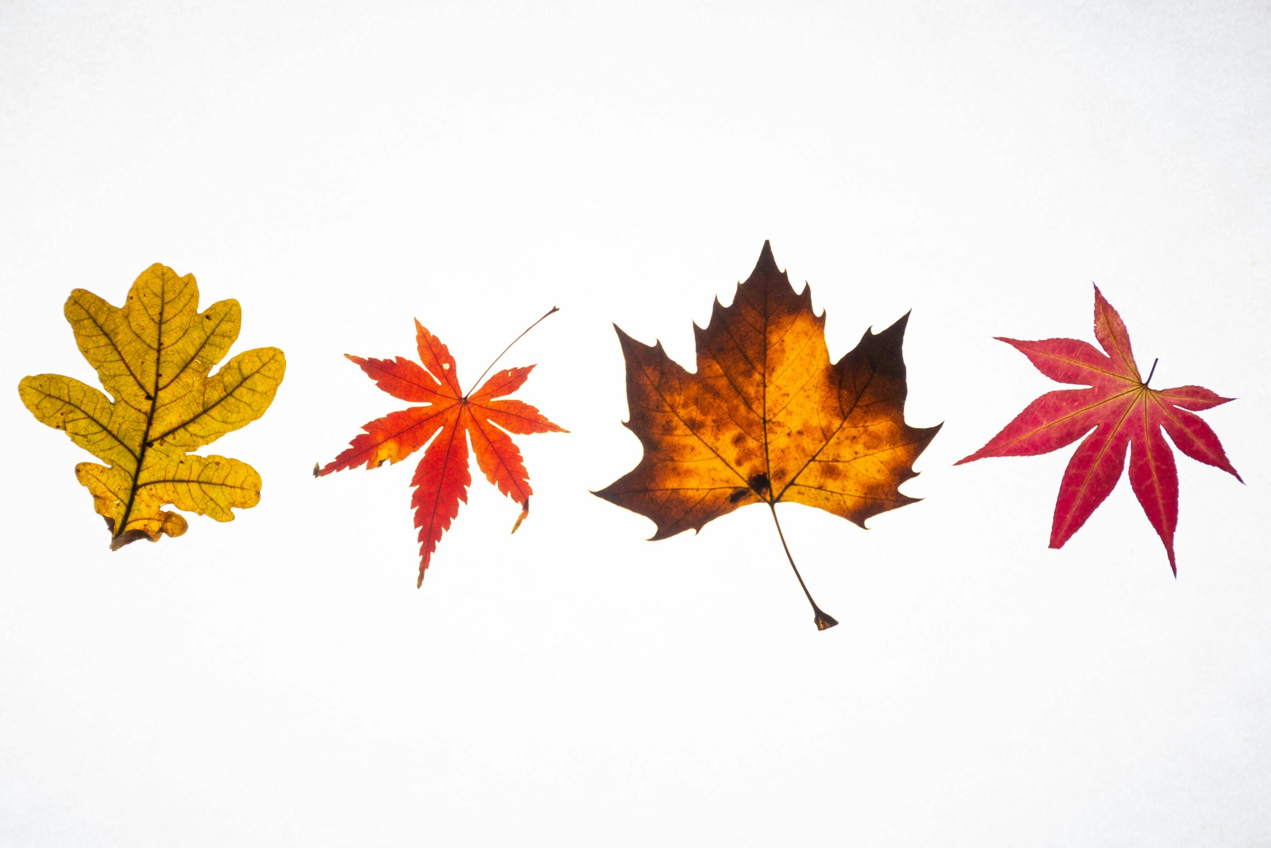 Fall Leaves